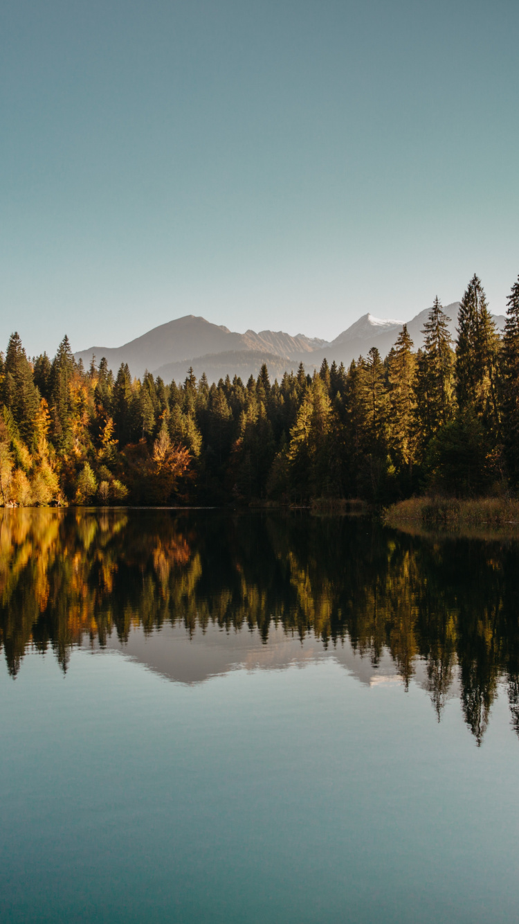 Reflexion, Wasser, Blatt, Naturlandschaft, Lärche. Wallpaper in 750x1334 Resolution
