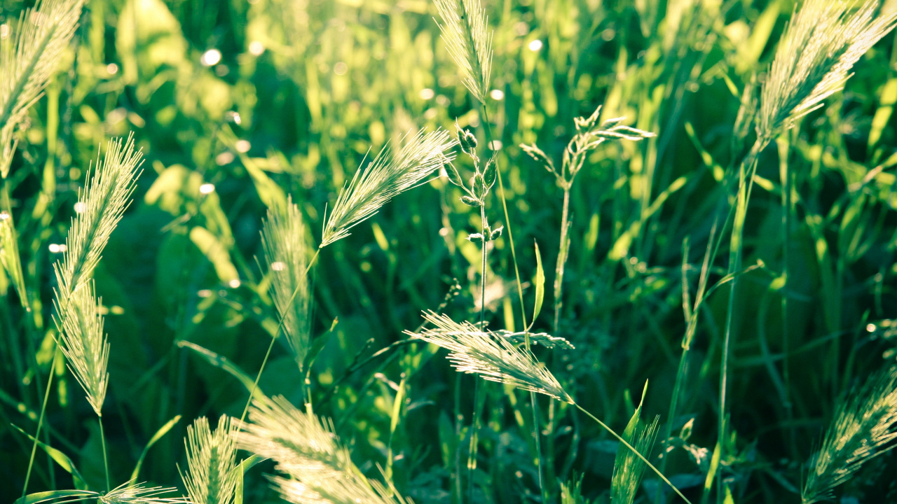 Green Wheat in Close up Photography. Wallpaper in 1280x720 Resolution