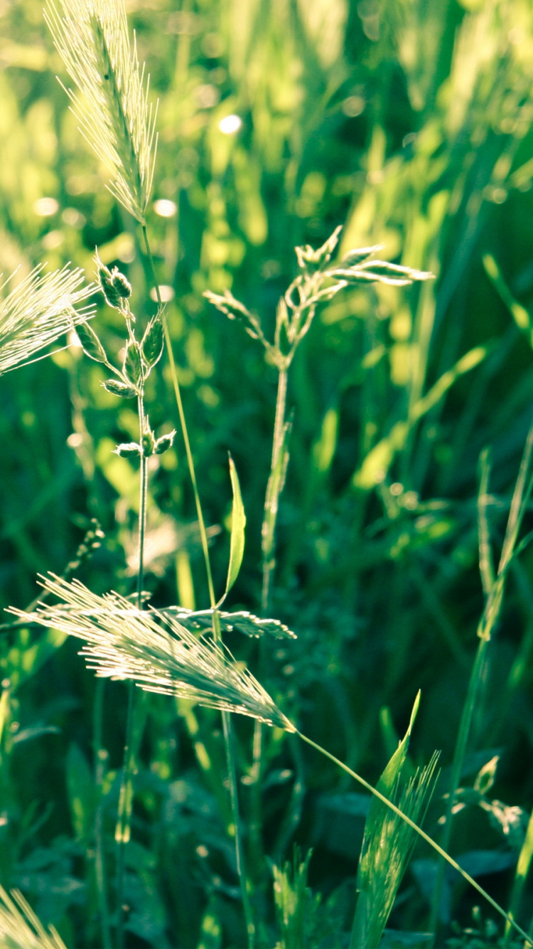 Green Wheat in Close up Photography. Wallpaper in 750x1334 Resolution