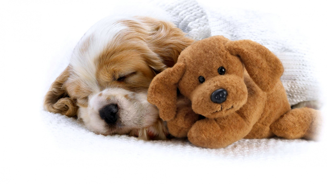 Brown Bear Plush Toy on White Textile. Wallpaper in 1366x768 Resolution