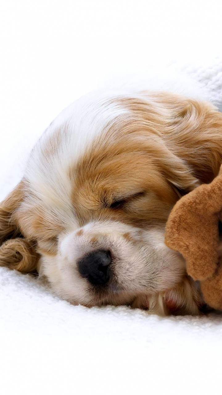 Brown Bear Plush Toy on White Textile. Wallpaper in 720x1280 Resolution
