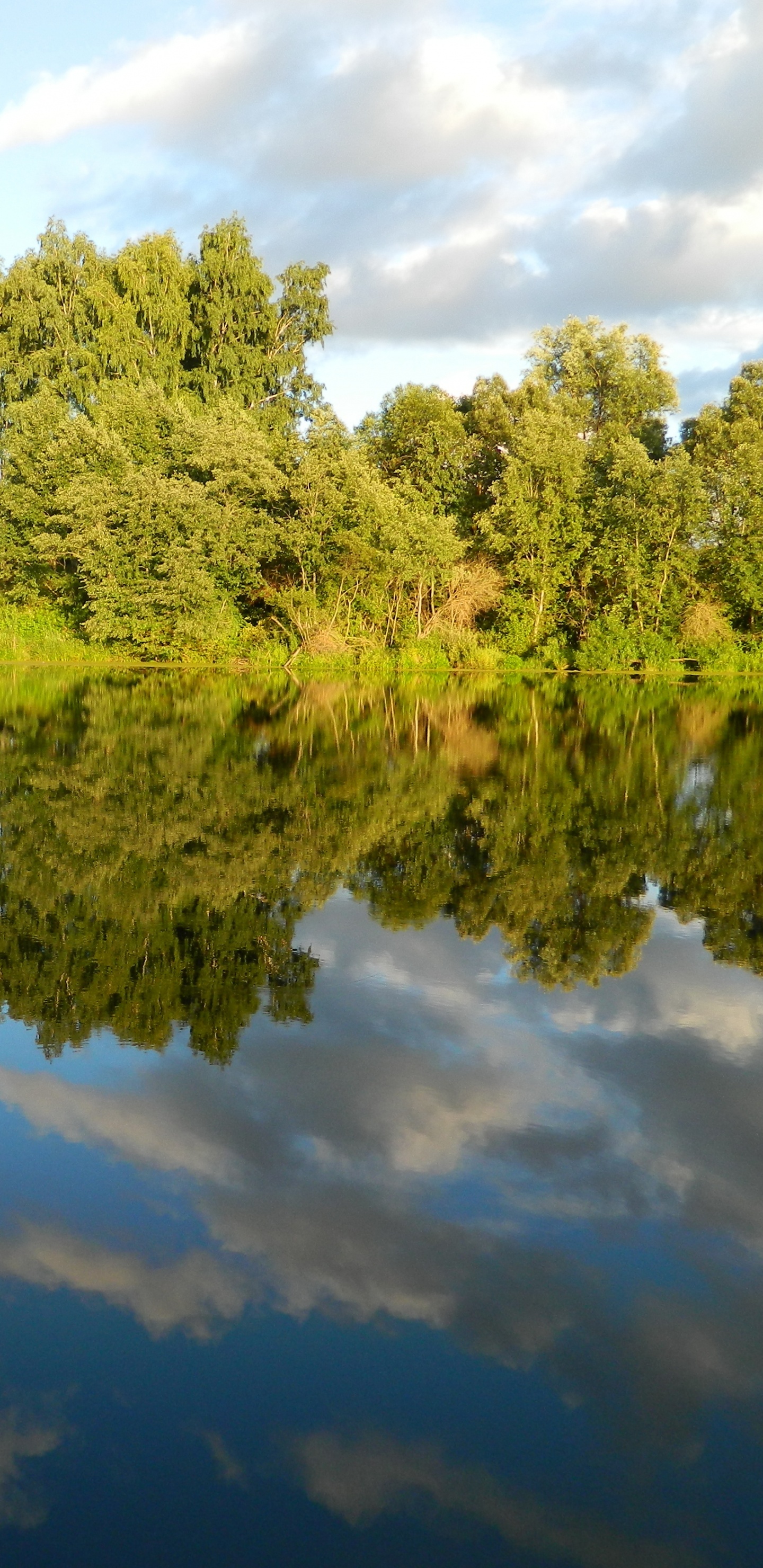 Árboles Verdes Junto al Cuerpo de Agua Durante el Día. Wallpaper in 1440x2960 Resolution