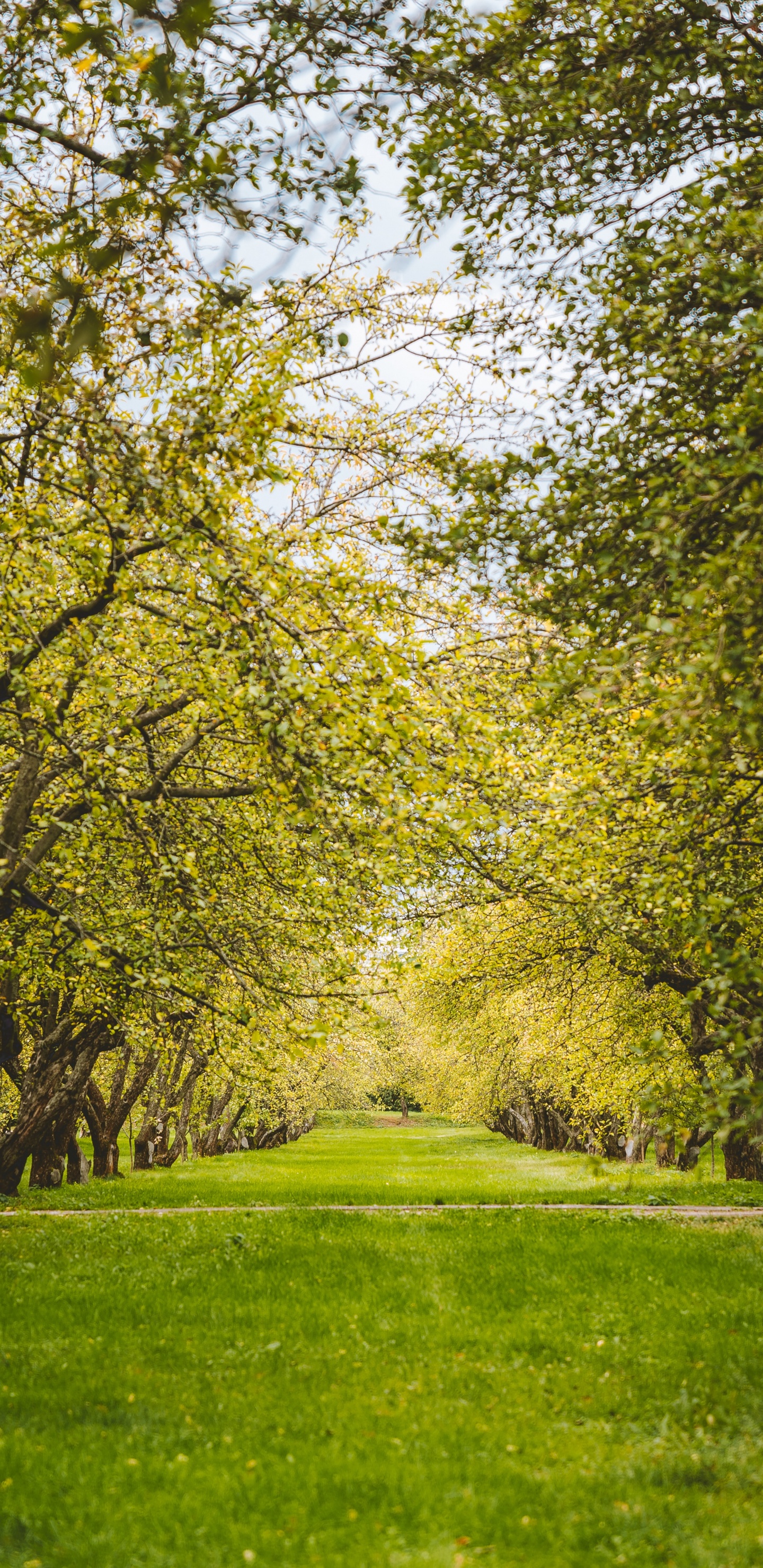 Green, Les Gens Dans la Nature, Paysage Naturel, Nature, Feuille. Wallpaper in 1440x2960 Resolution