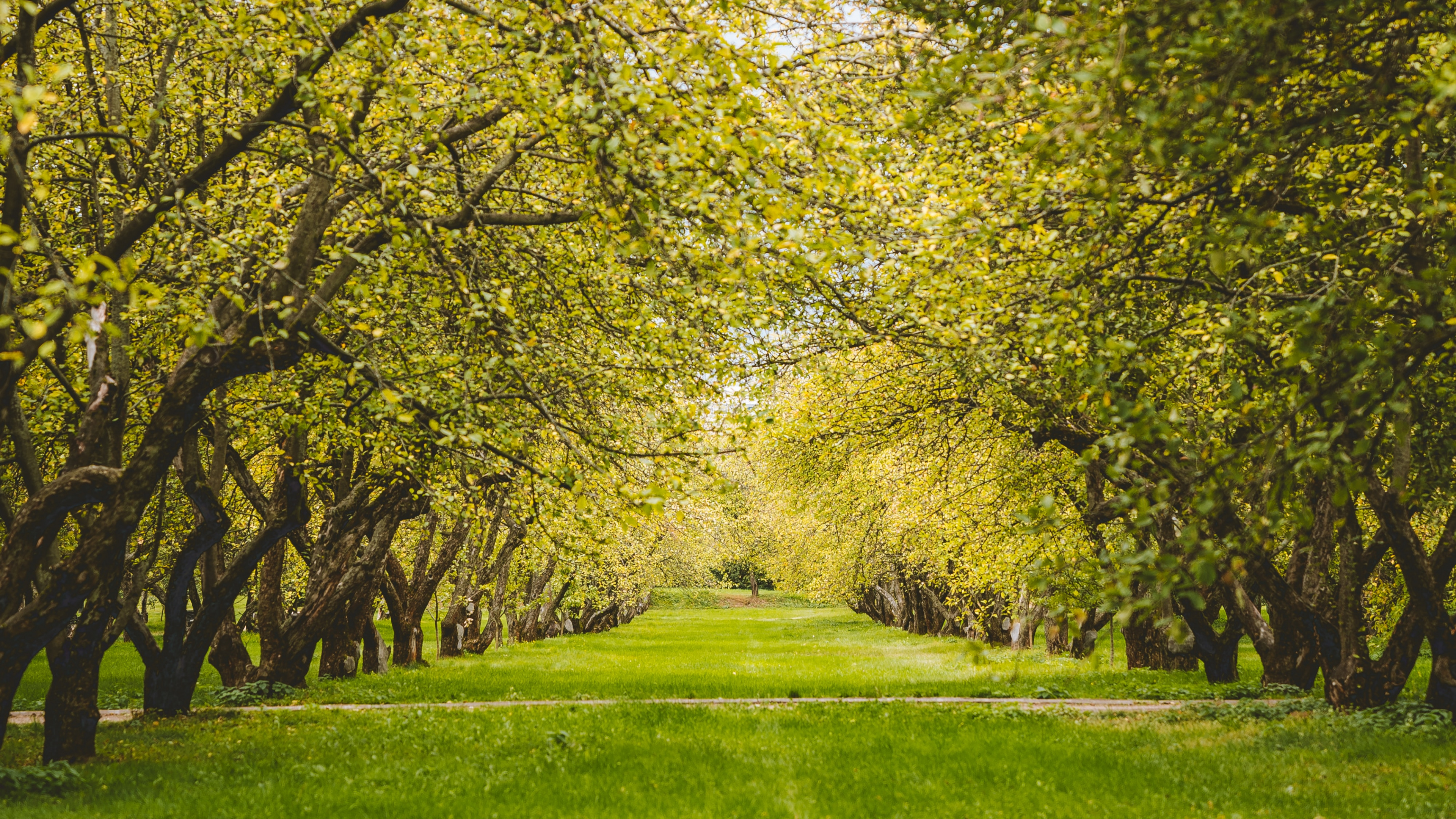 Green, Les Gens Dans la Nature, Paysage Naturel, Nature, Feuille. Wallpaper in 3840x2160 Resolution