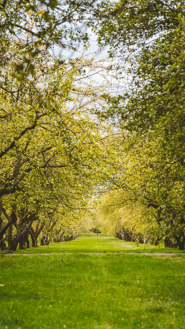 Green, Les Gens Dans la Nature, Paysage Naturel, Nature, Feuille. Wallpaper in 720x1280 Resolution