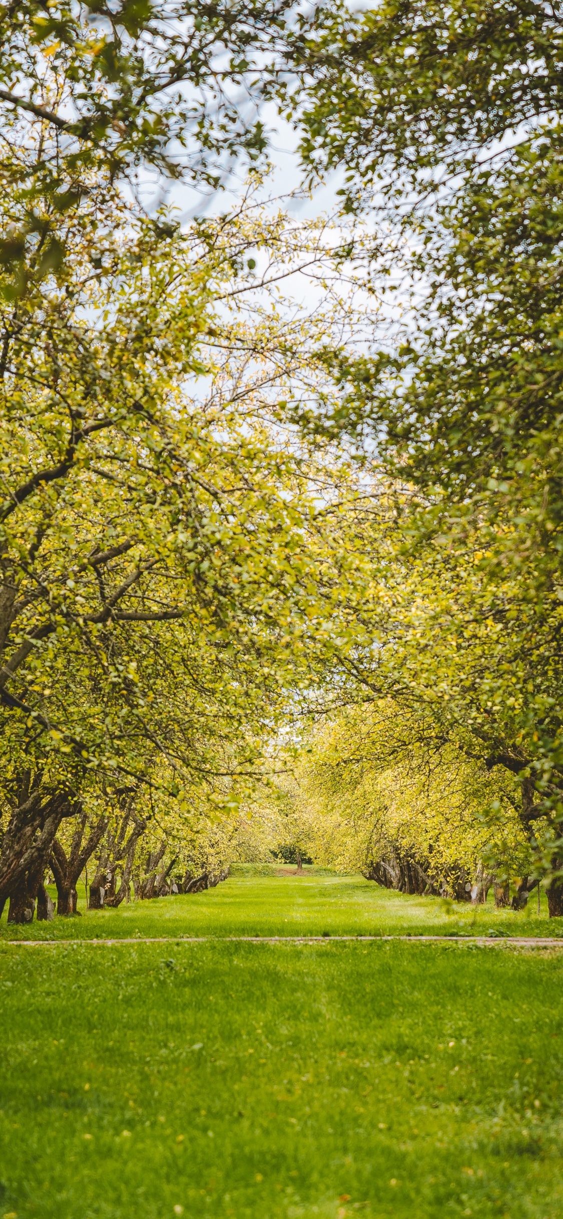 Tree, Green, People in Nature, Natural Landscape, Nature. Wallpaper in 1125x2436 Resolution