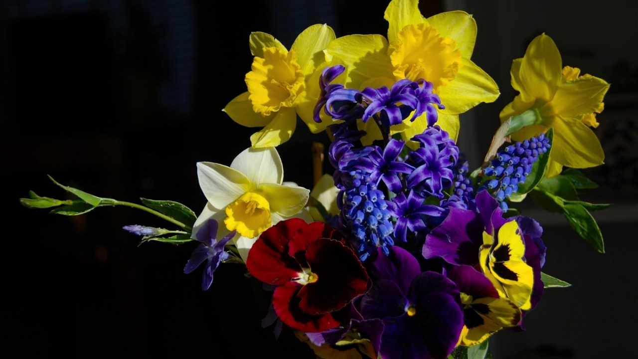 水仙花, 显花植物, 黄色的, 菌群, 花安排 壁纸 1280x720 允许