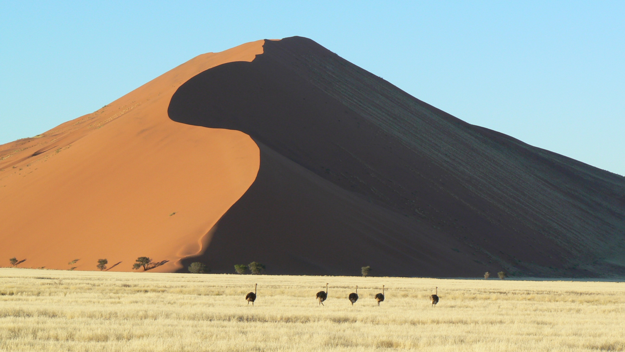 People Walking on Desert During Daytime. Wallpaper in 2560x1440 Resolution