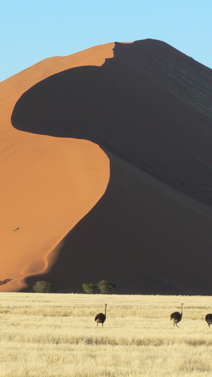 People Walking on Desert During Daytime. Wallpaper in 720x1280 Resolution