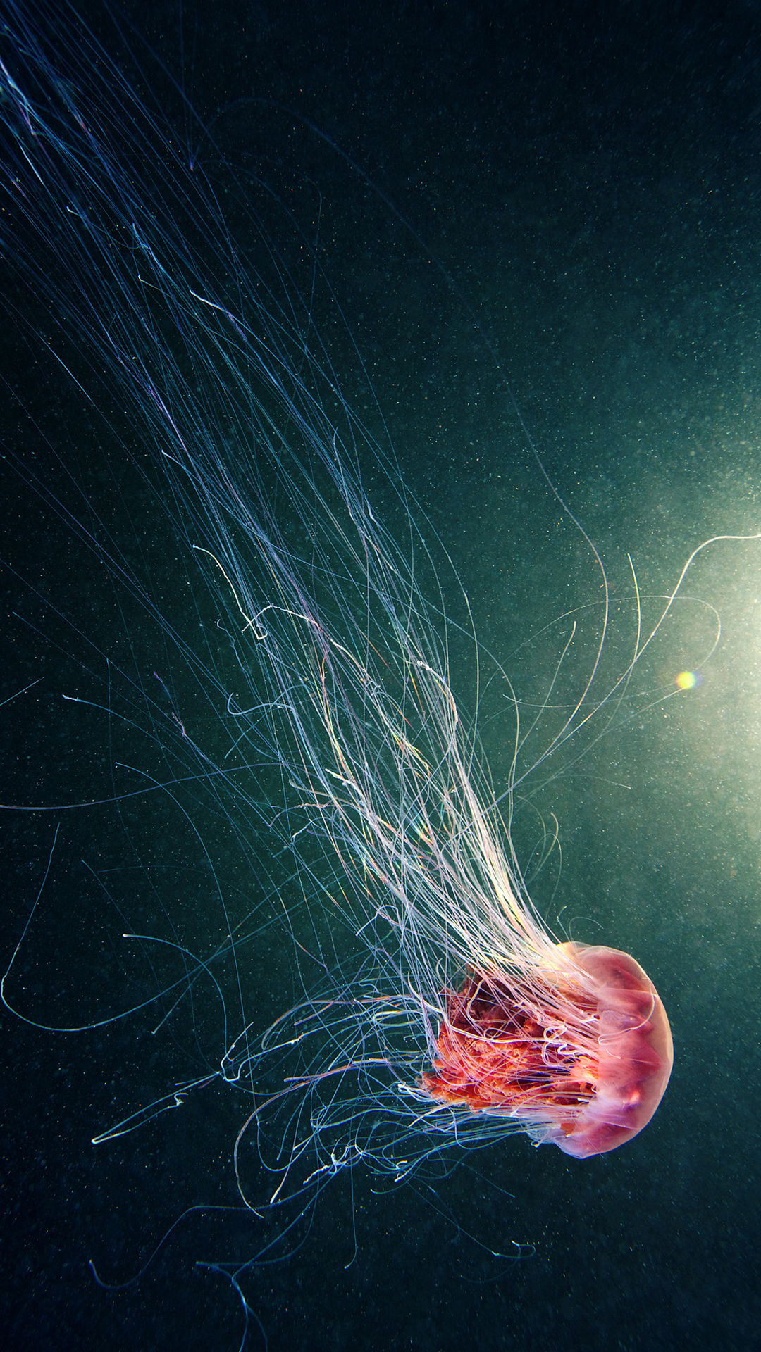 Jellyfish, Marine Invertebrates, Water, Liquid, Fluid. Wallpaper in 1080x1920 Resolution