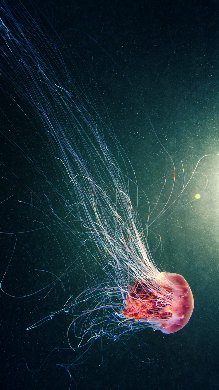 Las Medusas, Invertebrados Marinos, Agua, Líquido, Biología Marina. Wallpaper in 750x1334 Resolution