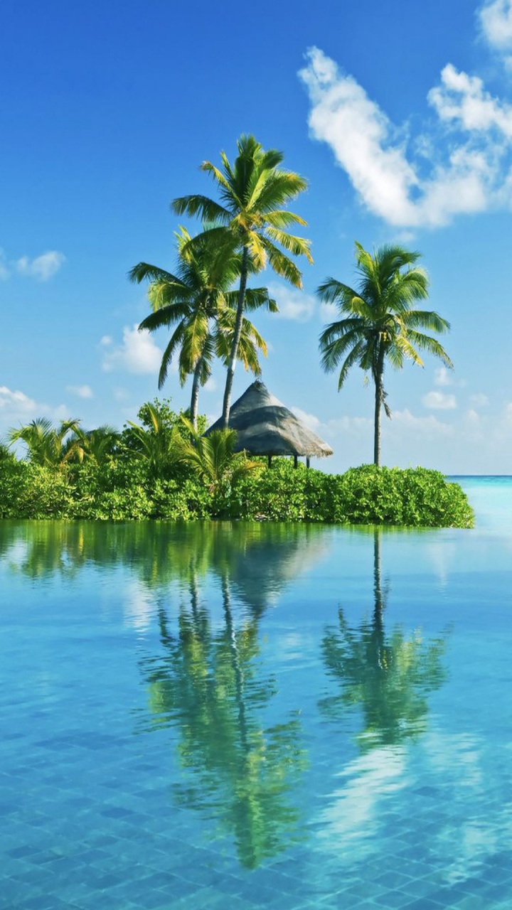 Green Palm Trees on Island During Daytime. Wallpaper in 720x1280 Resolution