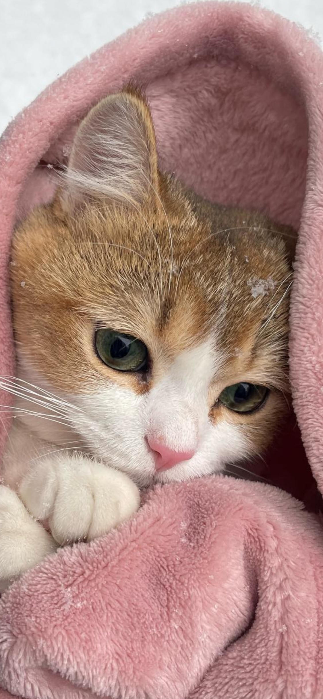 Britisch Kurzhaar, Aegean Cat, Europäische Kurzhaar, Britische Semi-Langhaar, Abessinier. Wallpaper in 1125x2436 Resolution