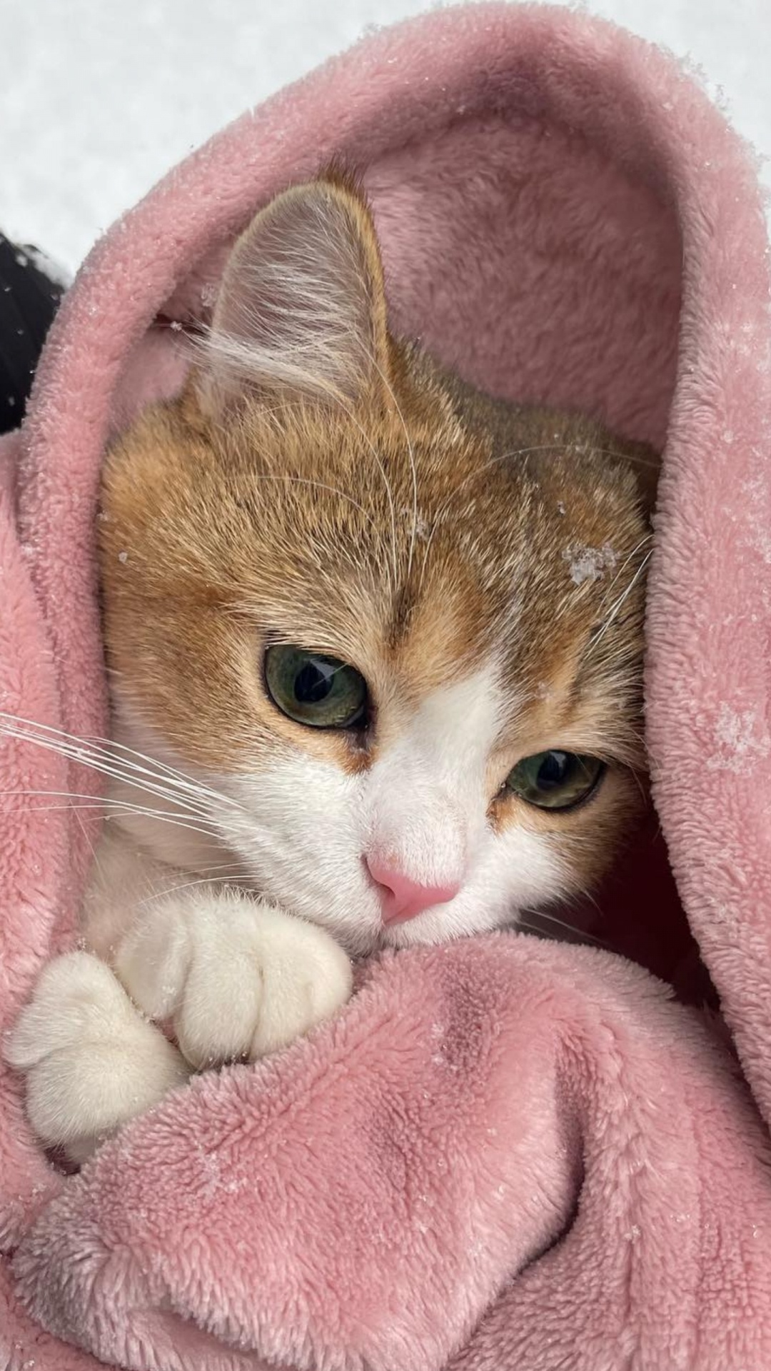 British Shorthair, Aegean Cat, European Shorthair, British Semi Longhair, Abyssinian. Wallpaper in 1080x1920 Resolution