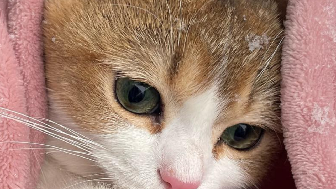 British Shorthair, Aegean Cat, European Shorthair, British Semi Longhair, Abyssinian. Wallpaper in 1280x720 Resolution