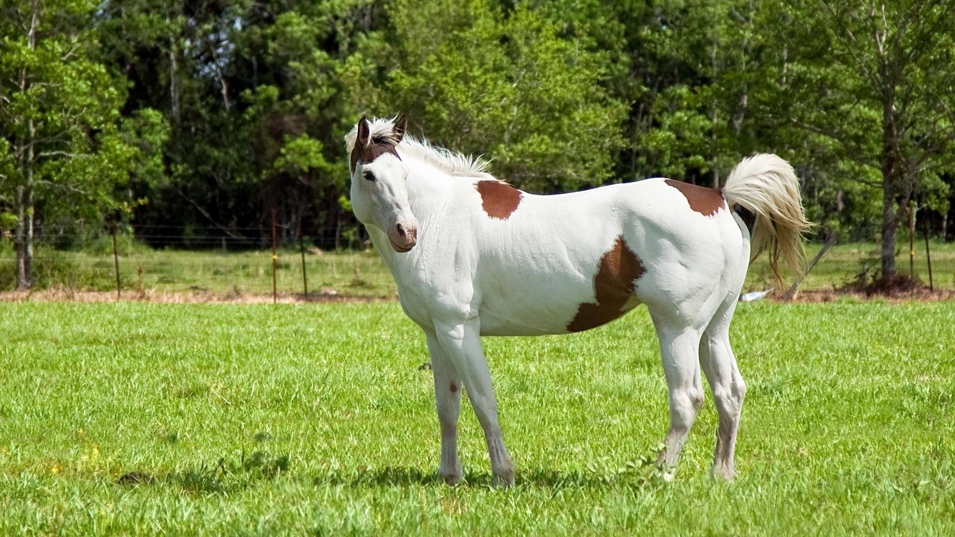 White and Brown Horse on Green Grass Field During Daytime. Wallpaper in 1920x1080 Resolution
