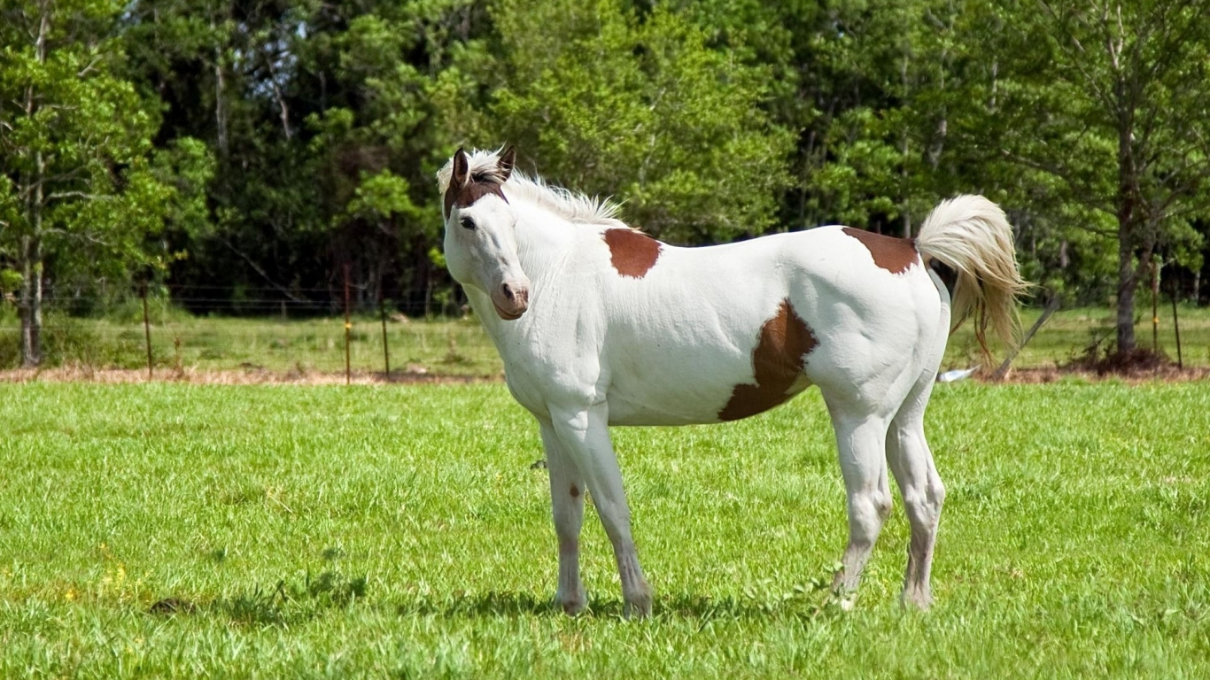 Cheval Blanc et Brun Sur Terrain D'herbe Verte Pendant la Journée. Wallpaper in 1366x768 Resolution