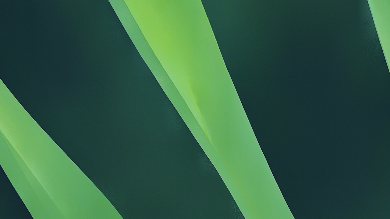 Blatt, Äpfeln, Haar, Terrestrische Pflanzen, Blütenblatt. Wallpaper in 1280x720 Resolution