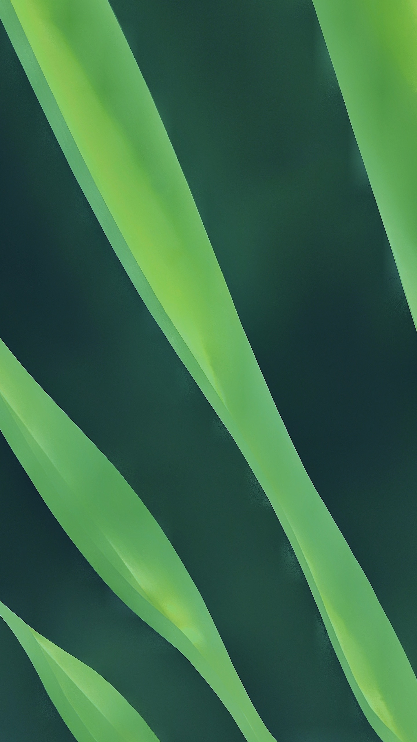 Blatt, Äpfeln, Haar, Terrestrische Pflanzen, Blütenblatt. Wallpaper in 1440x2560 Resolution