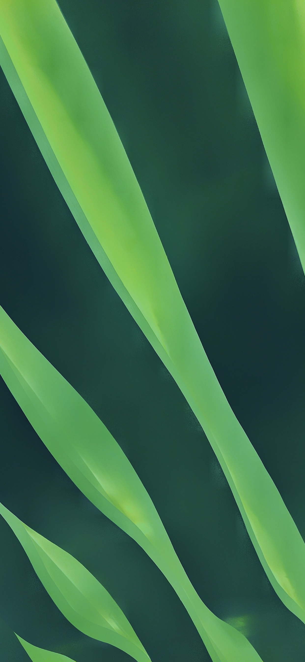 Manzana, Cabello, Planta Terrestre, Pétalo, Rectángulo. Wallpaper in 1242x2688 Resolution