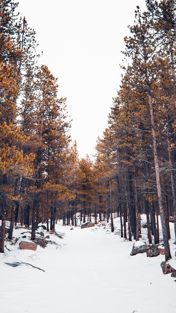 Neige, Denver, Train, Bus, Mélèze. Wallpaper in 720x1280 Resolution