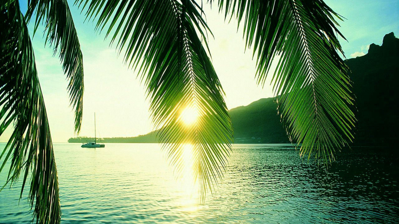 Grüne Palme in Der Nähe Eines Gewässers Während Des Sonnenuntergangs. Wallpaper in 1366x768 Resolution