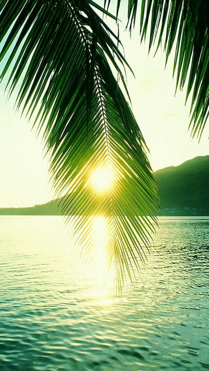 Grüne Palme in Der Nähe Eines Gewässers Während Des Sonnenuntergangs. Wallpaper in 720x1280 Resolution