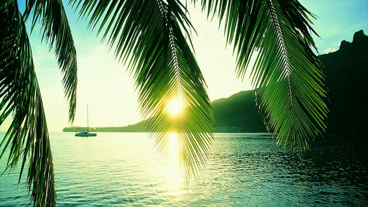 Green Palm Tree Near Body of Water During Sunset. Wallpaper in 1280x720 Resolution