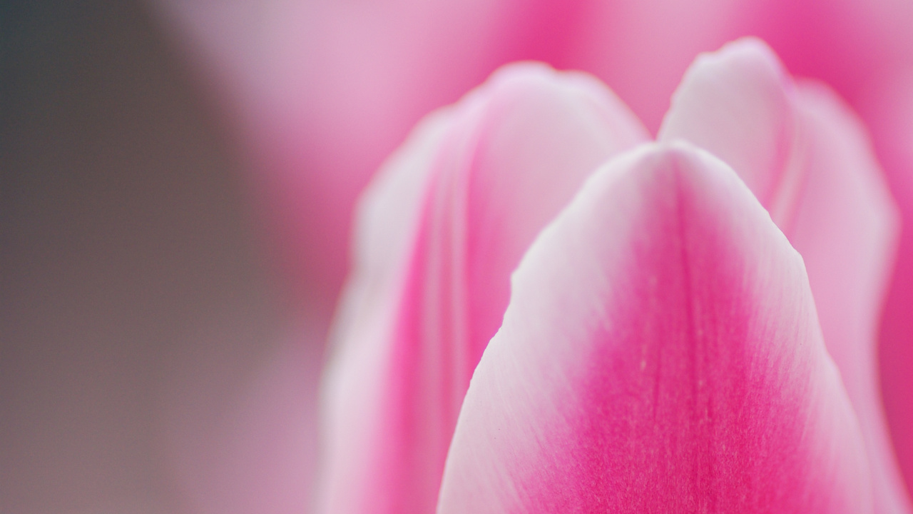 Pink Tulip in Bloom in Close up Photography. Wallpaper in 1280x720 Resolution
