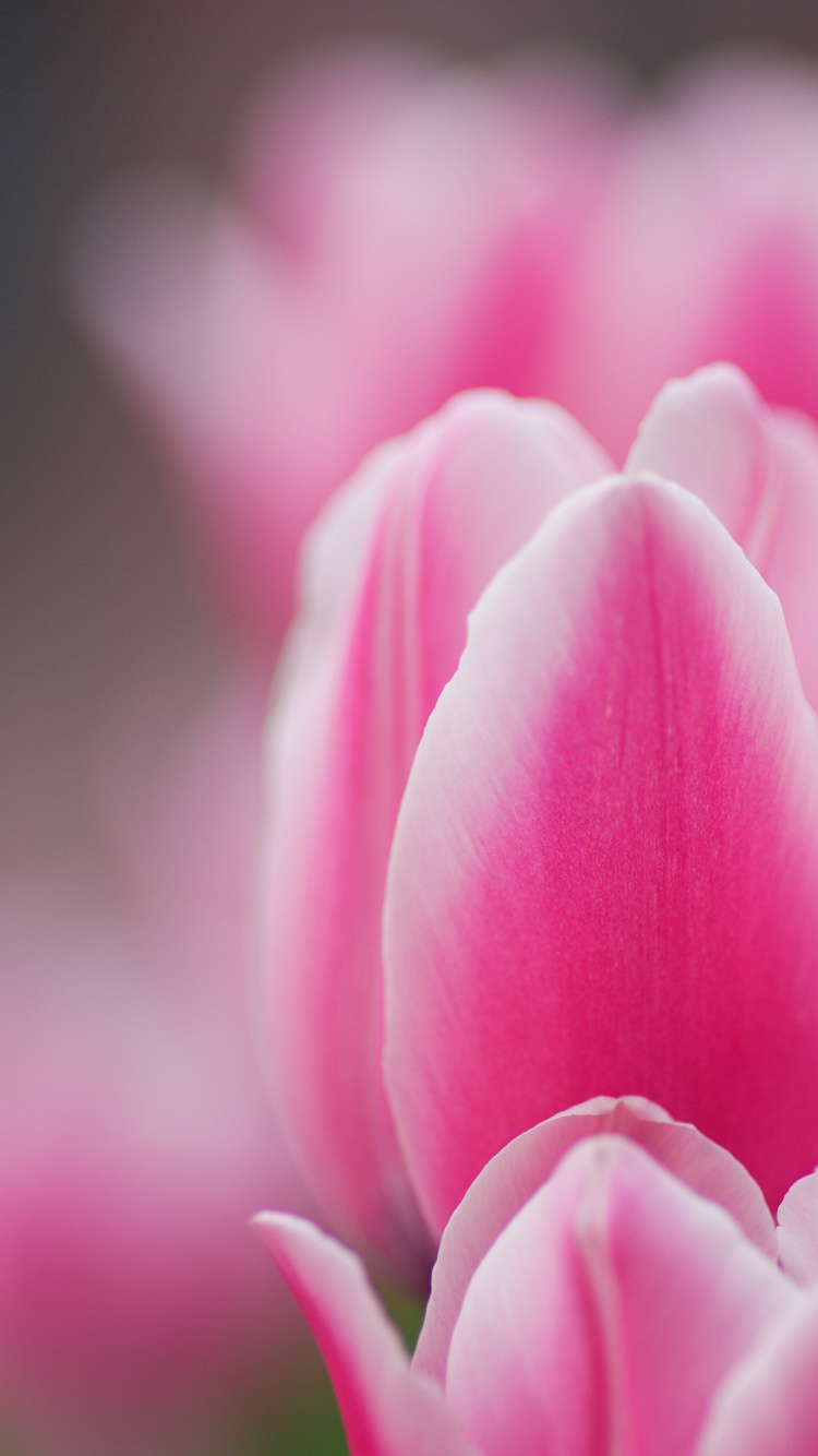 Pink Tulip in Bloom in Close up Photography. Wallpaper in 750x1334 Resolution