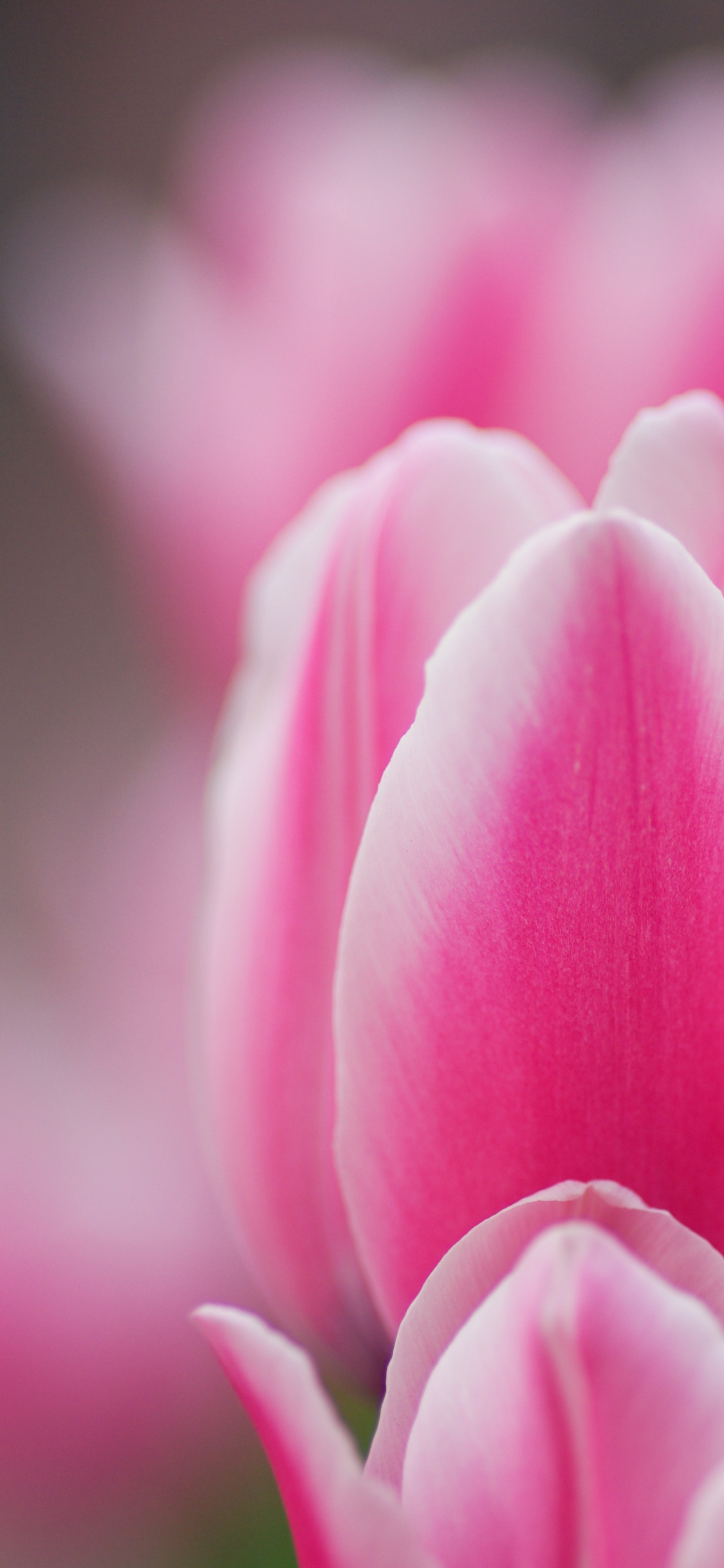 Tulipe Rose en Fleur en Photographie Rapprochée. Wallpaper in 1125x2436 Resolution