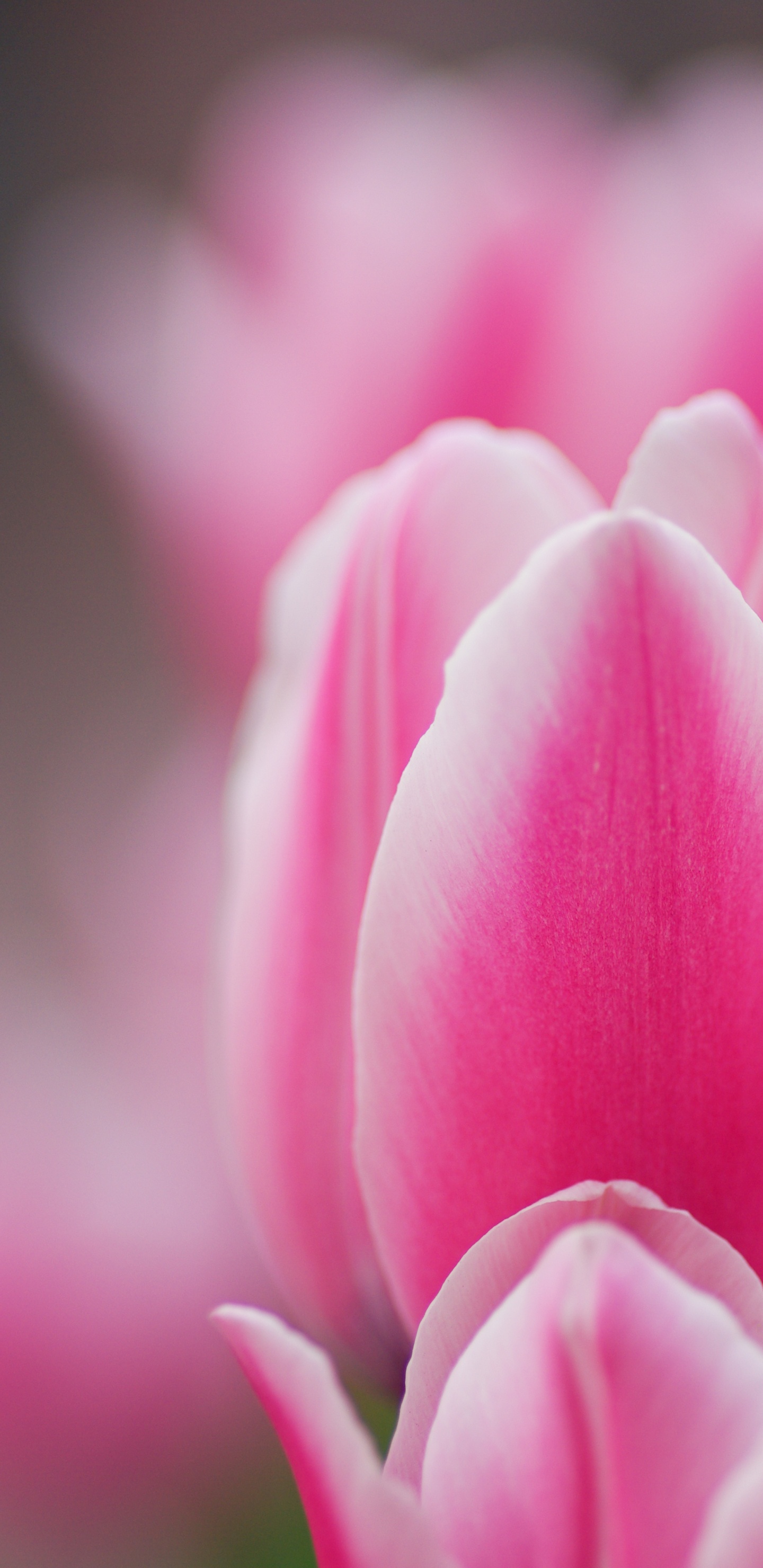 Tulipe Rose en Fleur en Photographie Rapprochée. Wallpaper in 1440x2960 Resolution