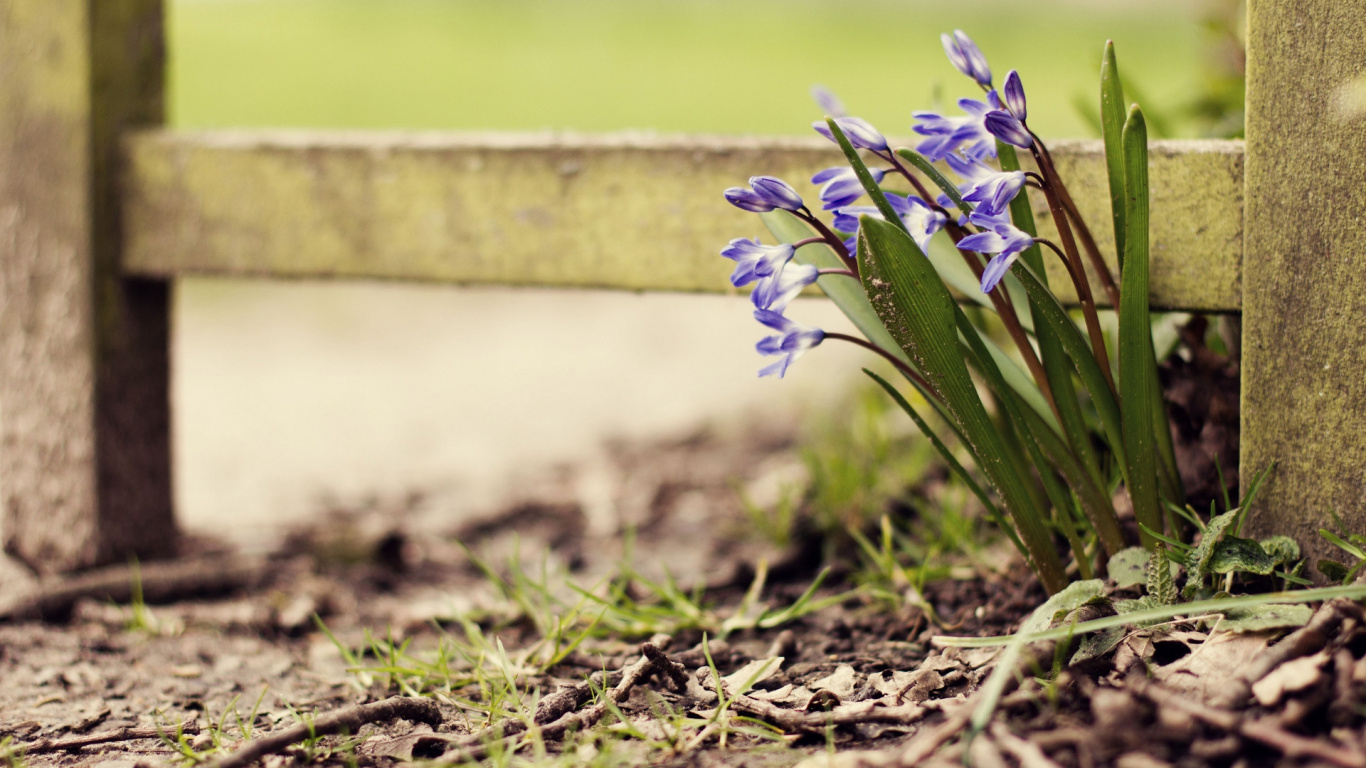 Purple Flower on Brown Soil. Wallpaper in 1366x768 Resolution
