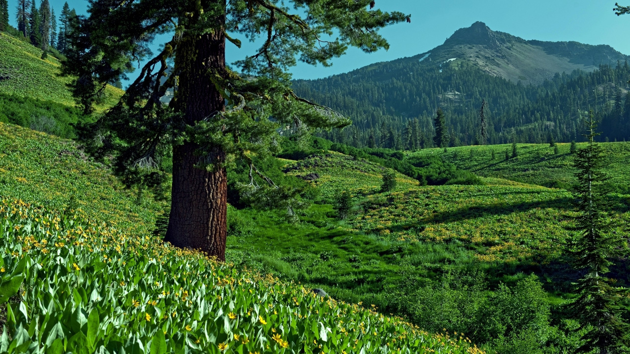 Grüne Wiese Und Bäume Mit Berg in Der Ferne. Wallpaper in 1280x720 Resolution