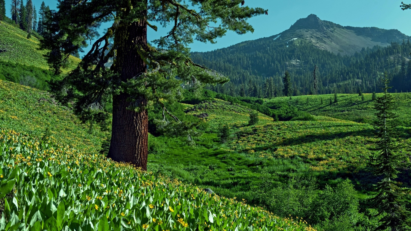 Green Grass Field and Trees With Mountain in Distance. Wallpaper in 1366x768 Resolution