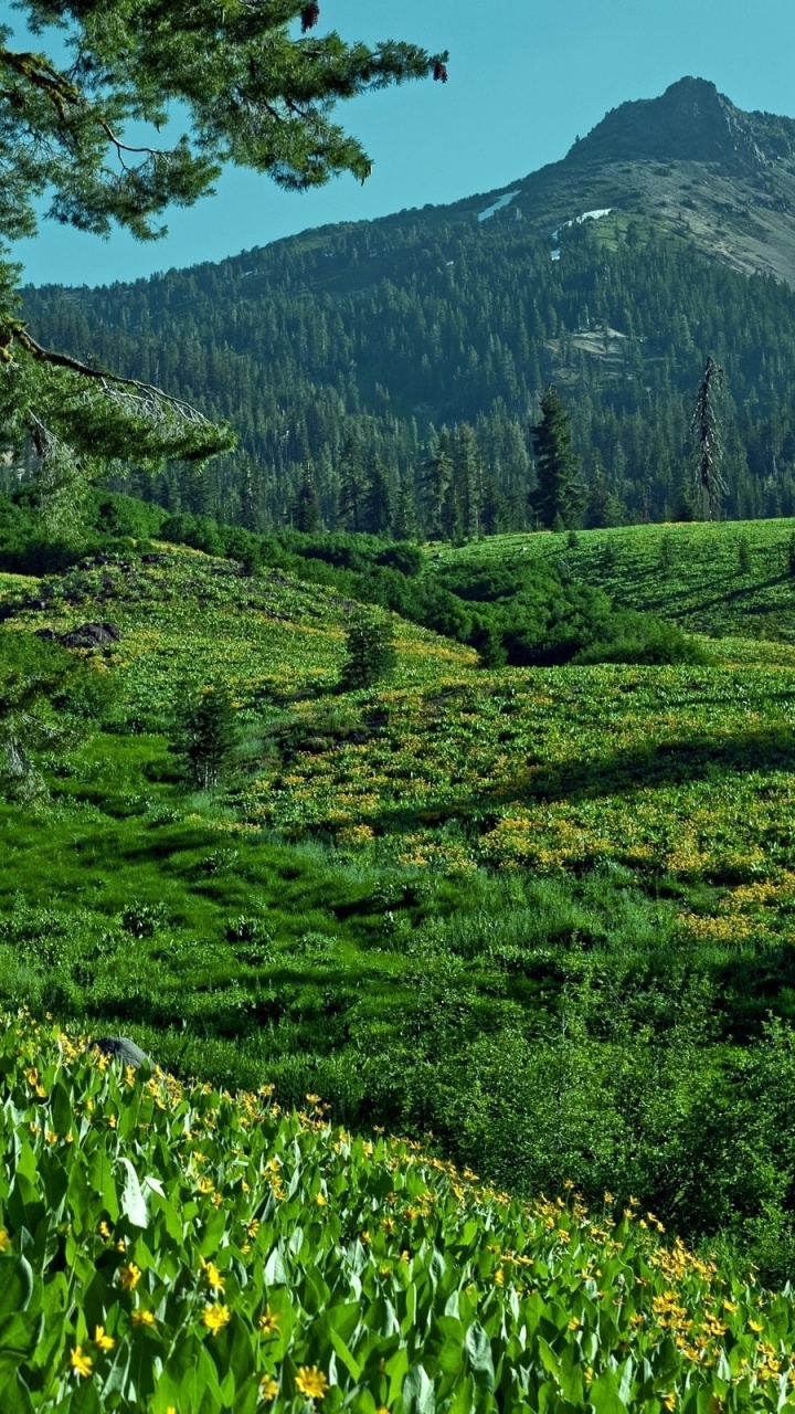 Green Grass Field and Trees With Mountain in Distance. Wallpaper in 720x1280 Resolution
