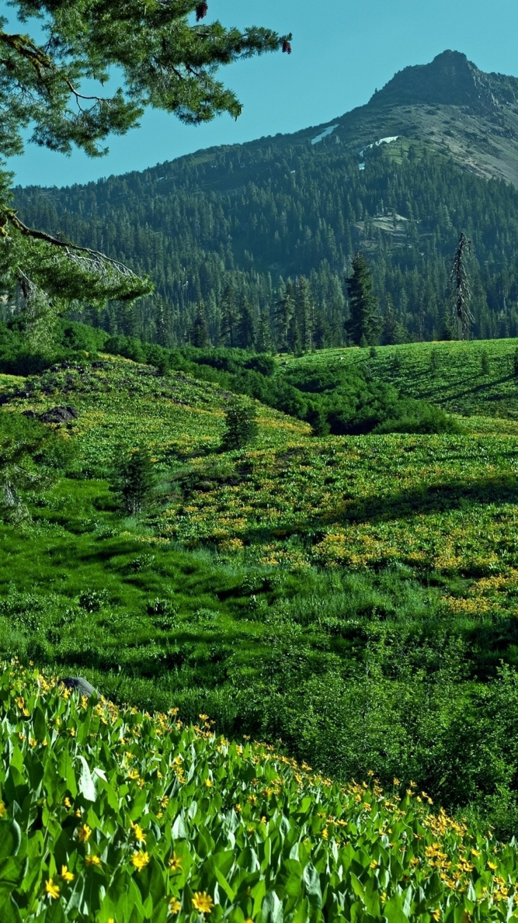 Green Grass Field and Trees With Mountain in Distance. Wallpaper in 750x1334 Resolution