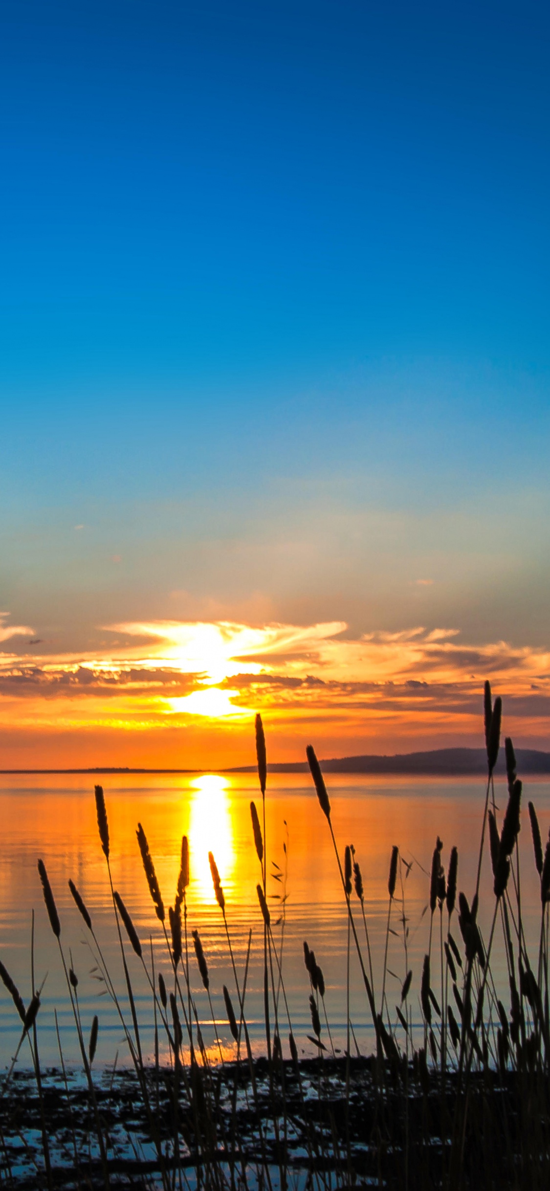 Silhouette of Grass Near Body of Water During Sunset. Wallpaper in 1125x2436 Resolution