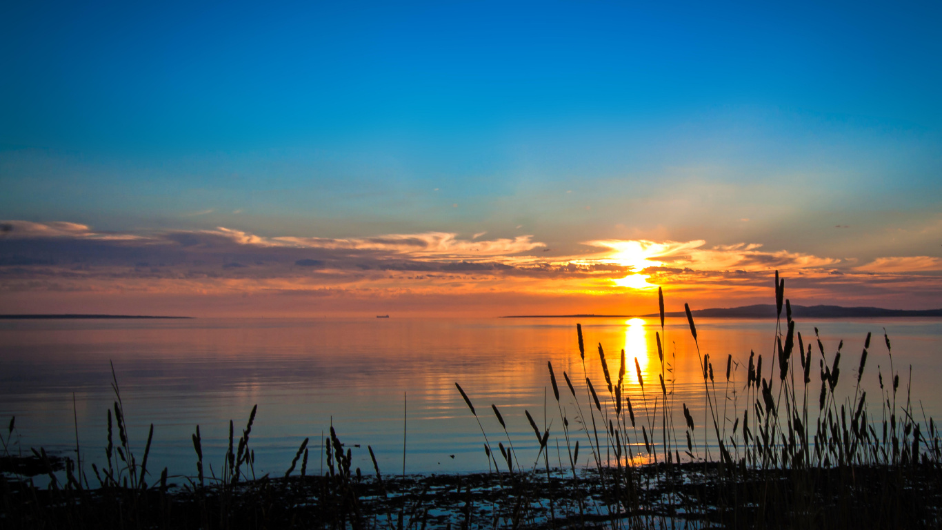 Silhouette of Grass Near Body of Water During Sunset. Wallpaper in 1366x768 Resolution