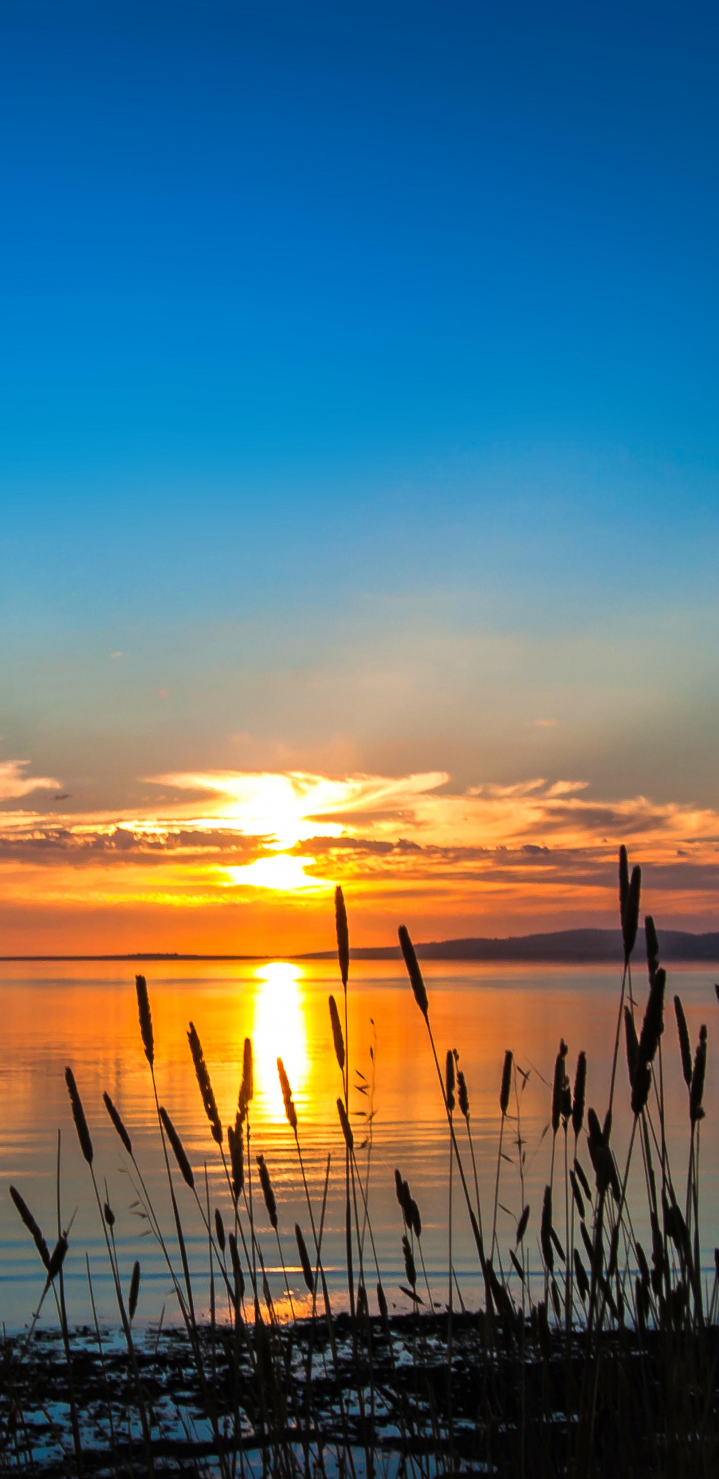 Silhouette of Grass Near Body of Water During Sunset. Wallpaper in 1440x2960 Resolution