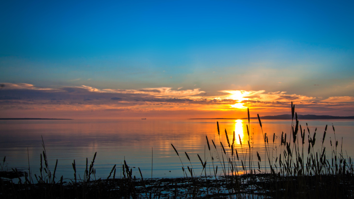 Silhouette Von Gras in Der Nähe Von Gewässern Während Des Sonnenuntergangs. Wallpaper in 1366x768 Resolution