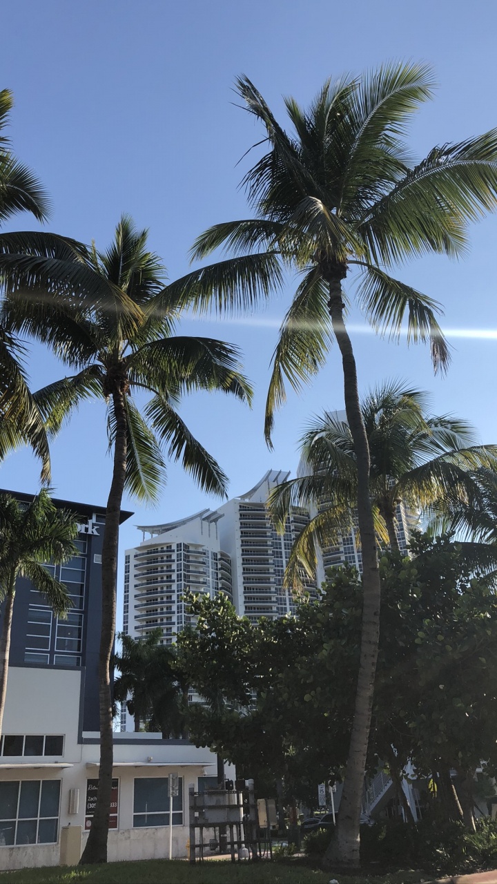 Miami, Palm Trees, Real Estate, Date Palm, Condominium. Wallpaper in 720x1280 Resolution