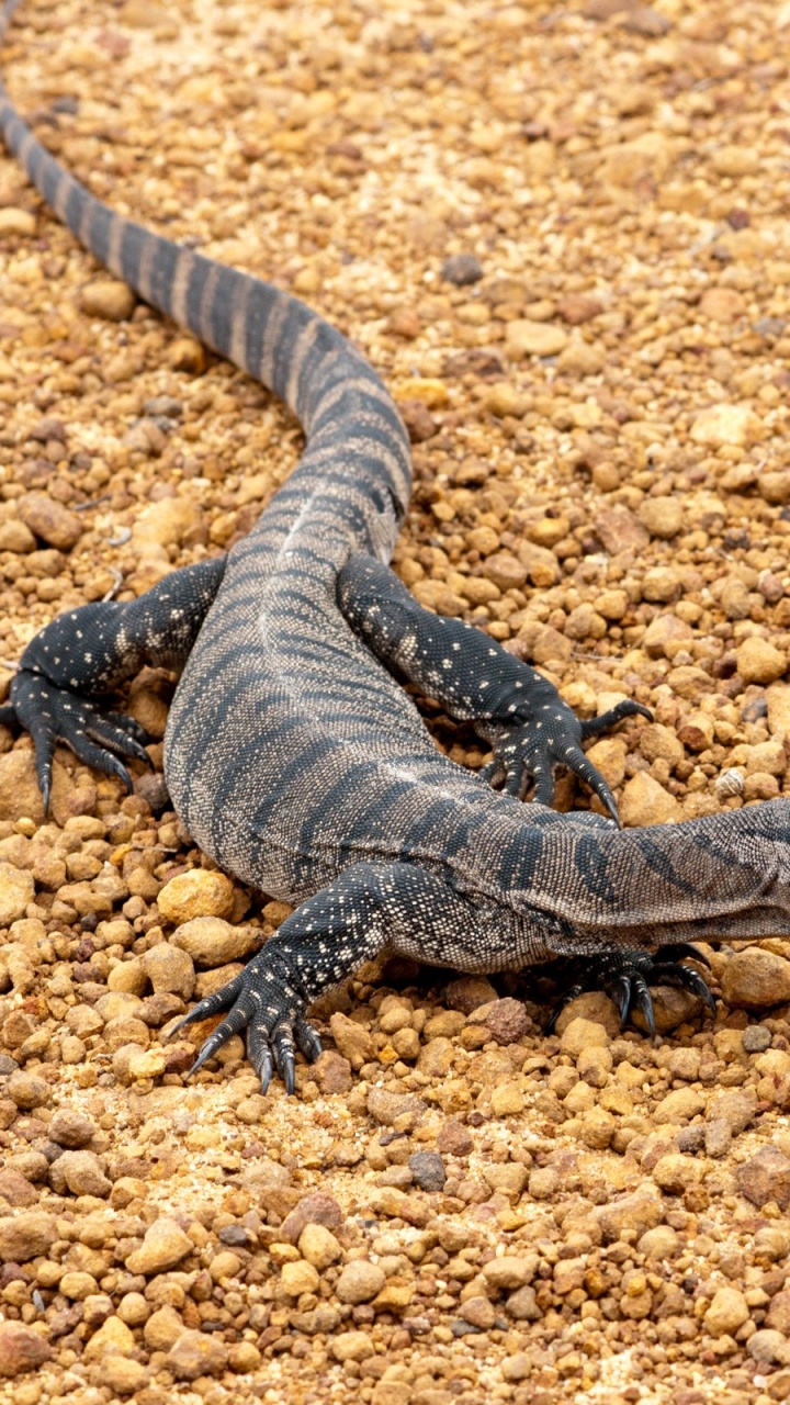 Lagarto Negro y Gris Sobre Suelo Marrón. Wallpaper in 720x1280 Resolution