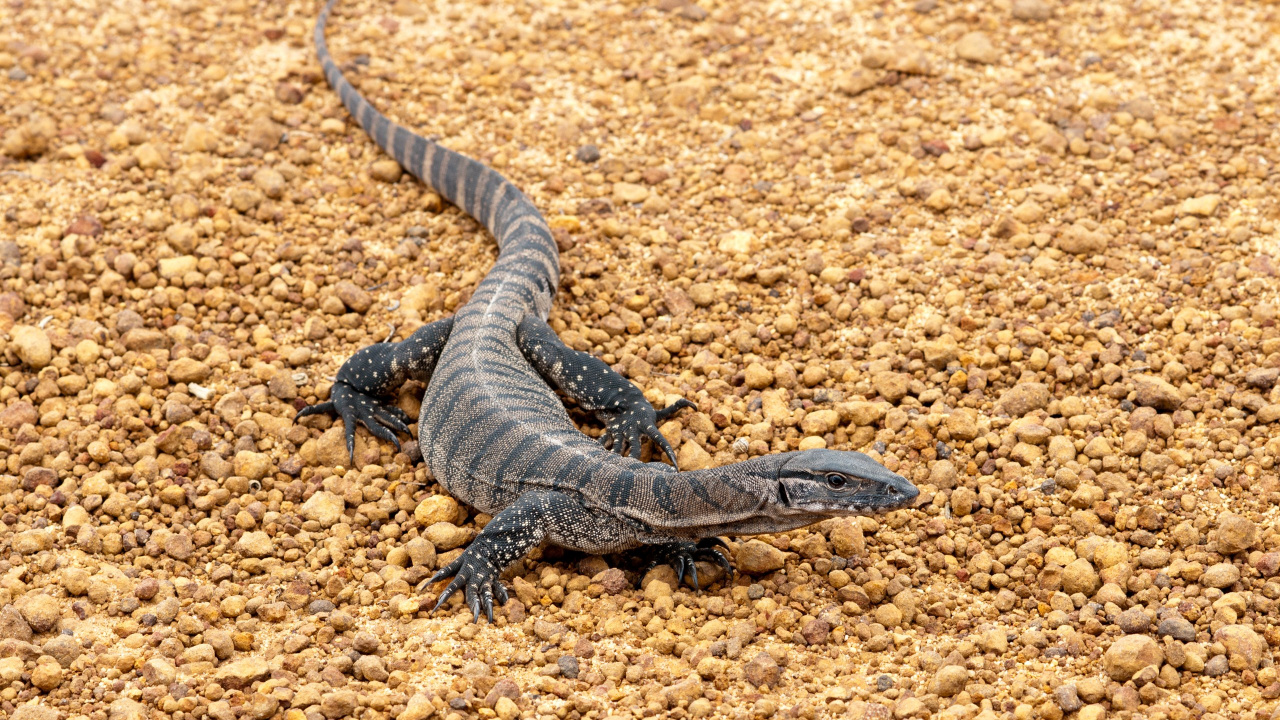 Black and Gray Lizard on Brown Soil. Wallpaper in 1280x720 Resolution