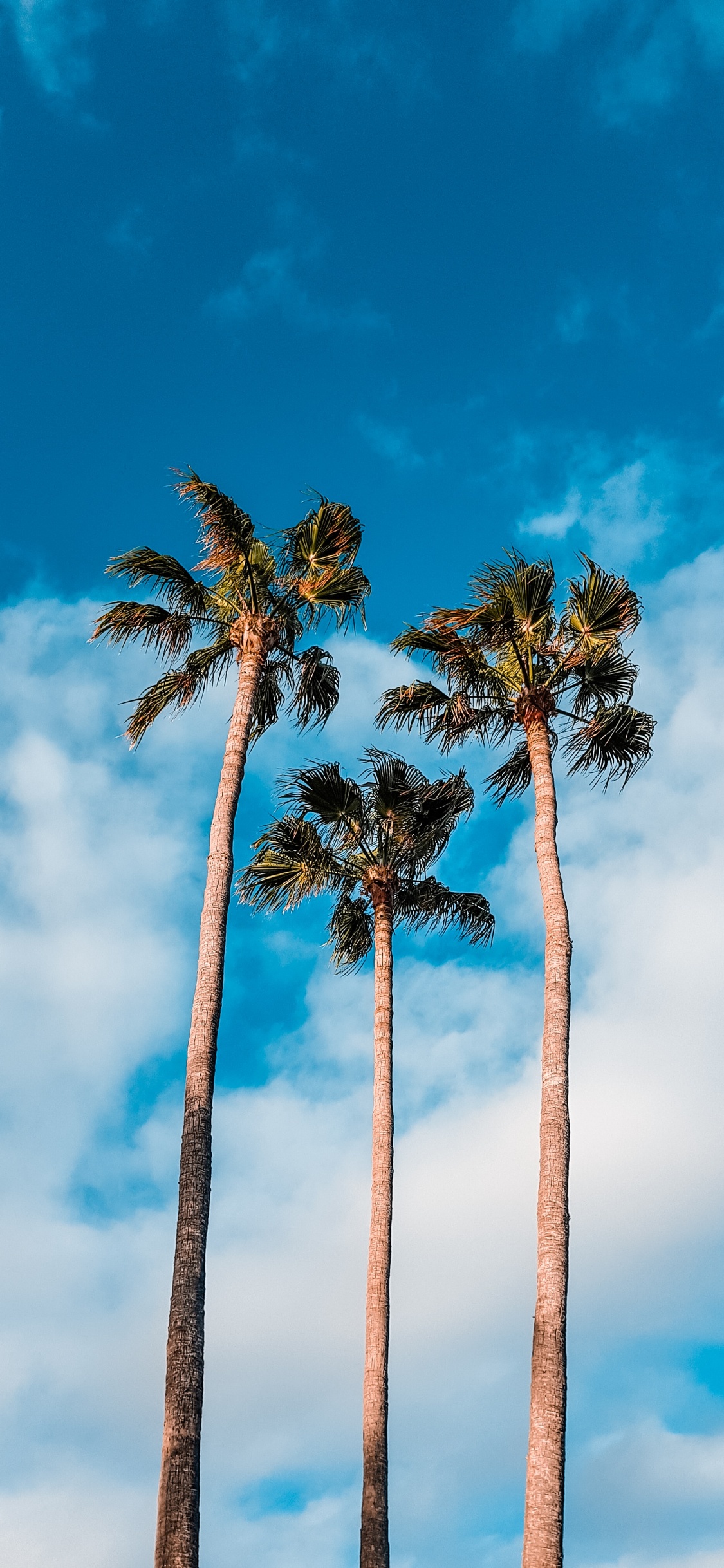 Tree, Nature, Blue, Palm Tree, Daytime. Wallpaper in 1125x2436 Resolution