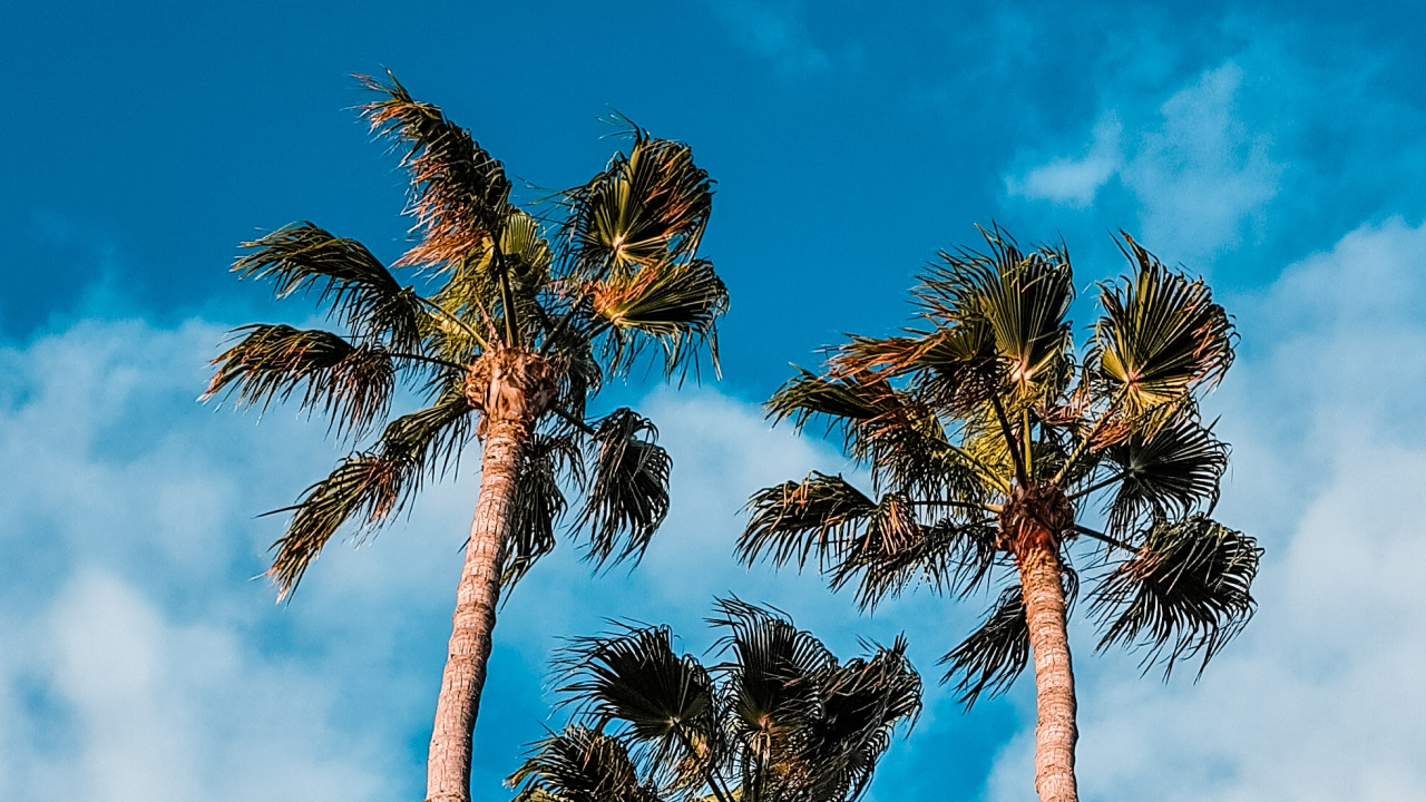 Tree, Nature, Blue, Palm Tree, Daytime. Wallpaper in 1280x720 Resolution