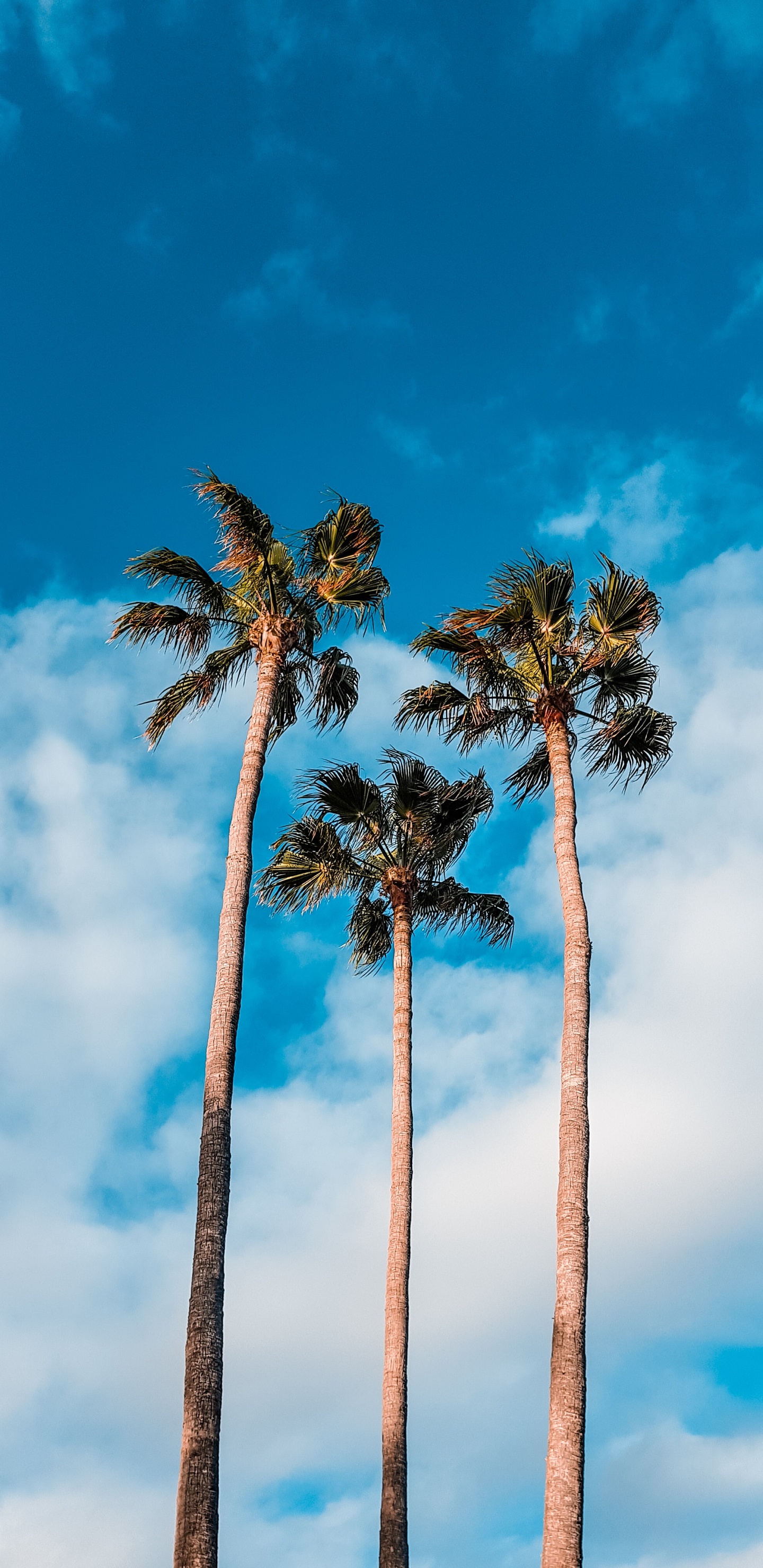 Tree, Nature, Blue, Palm Tree, Daytime. Wallpaper in 1440x2960 Resolution