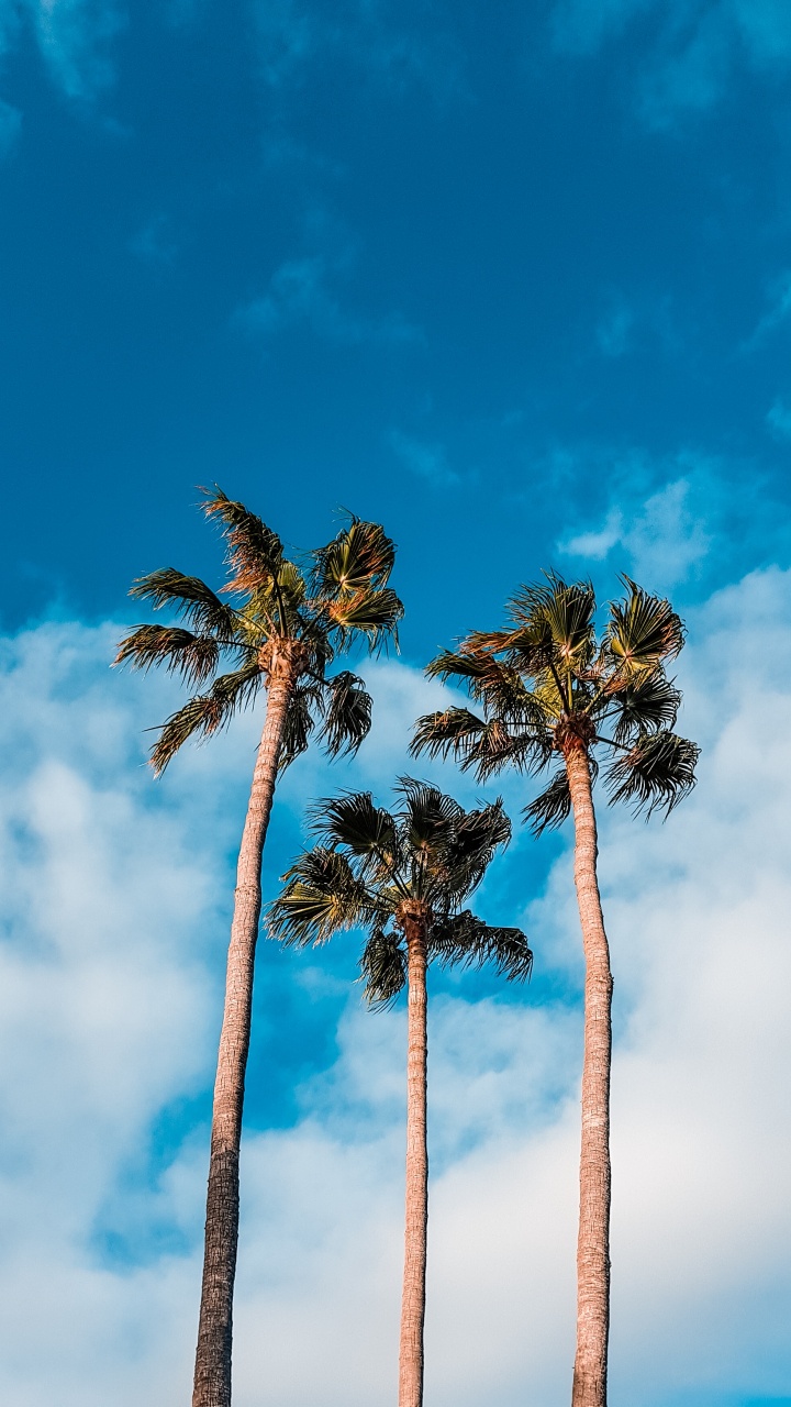 Tree, Nature, Blue, Palm Tree, Daytime. Wallpaper in 720x1280 Resolution