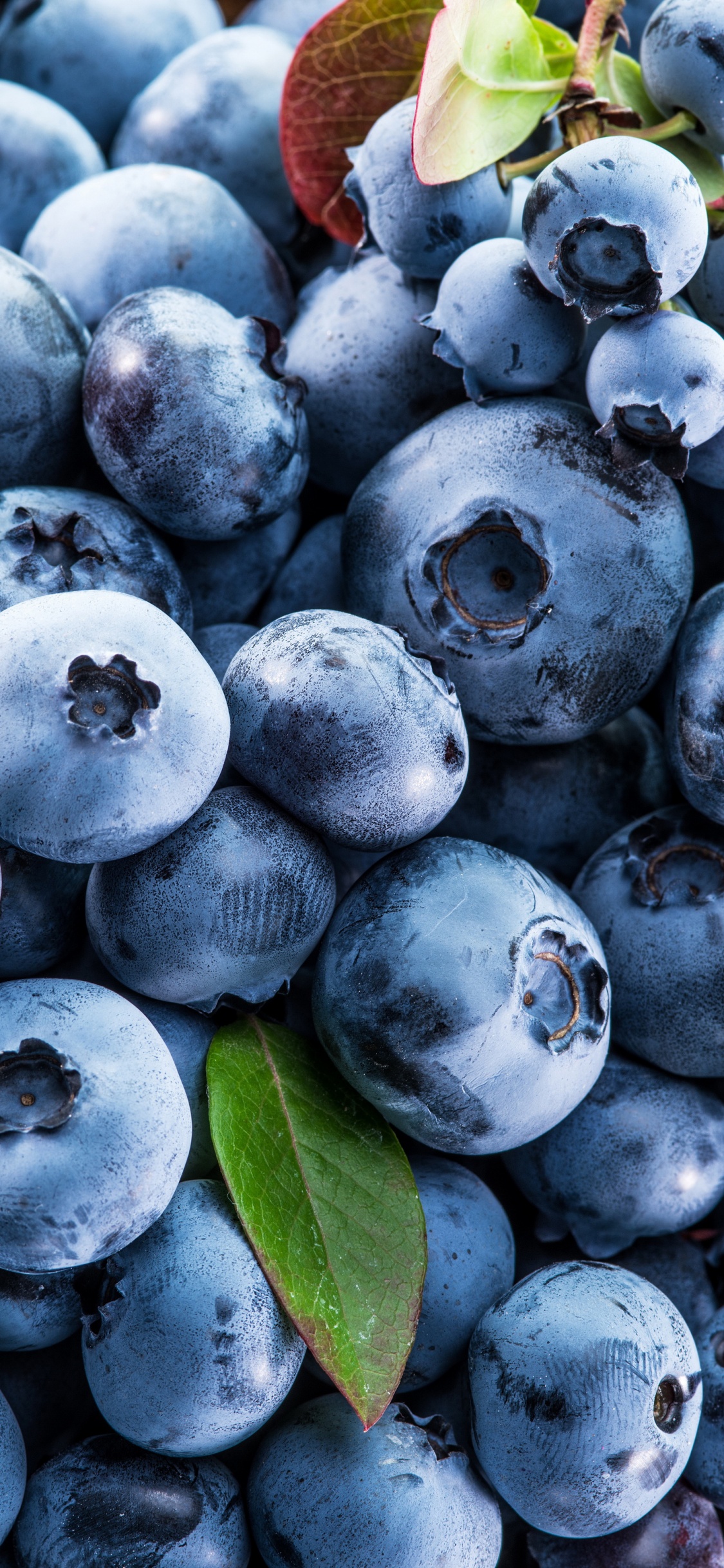 Blueberry, Berry, Blueberry Cake, Fruit, Strawberry. Wallpaper in 1125x2436 Resolution