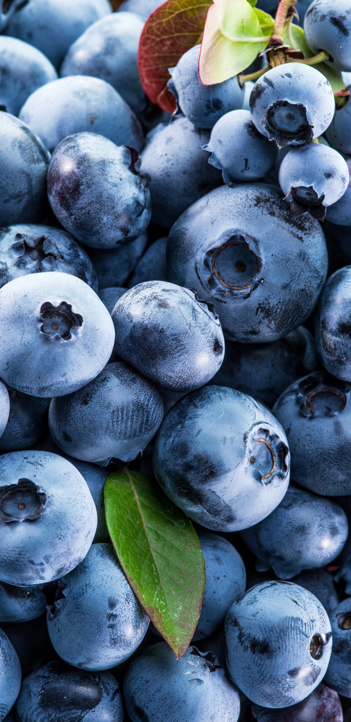 Blueberry, Berry, Blueberry Cake, Fruit, Strawberry. Wallpaper in 1440x2960 Resolution